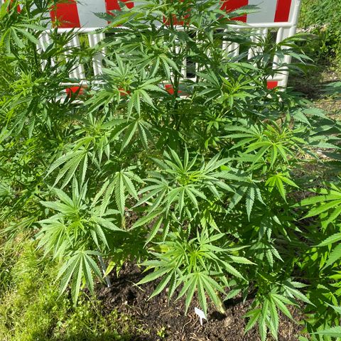 Hollands Hope  #2 growlog timeline photo