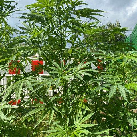 Hollands Hope  #2 growlog timeline photo