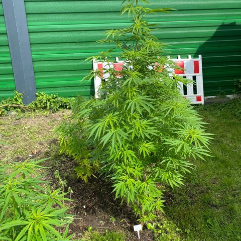 Hollands Hope  #1 growlog timeline photo