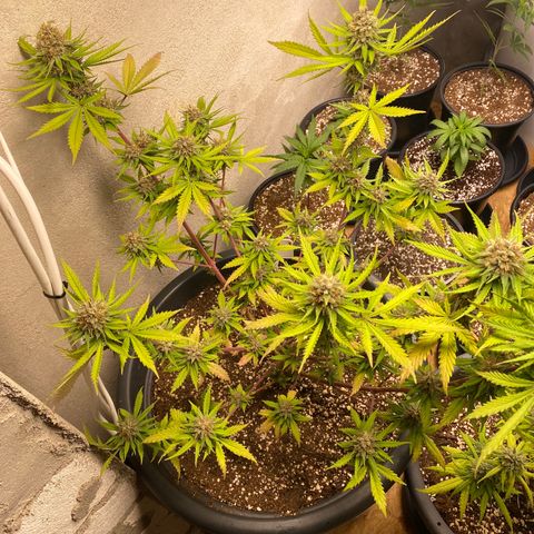 C- Vibez  #3 growlog timeline photo
