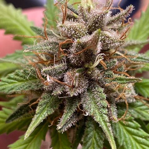 C- Vibez  #3 growlog timeline photo