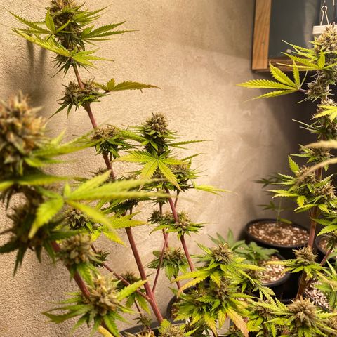C- Vibez  #3 growlog timeline photo