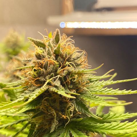 C- Vibez  #3 growlog timeline photo