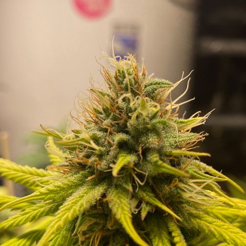 C- Vibez  #2 growlog timeline photo