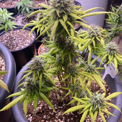 C- Vibez  #2 growlog timeline photo