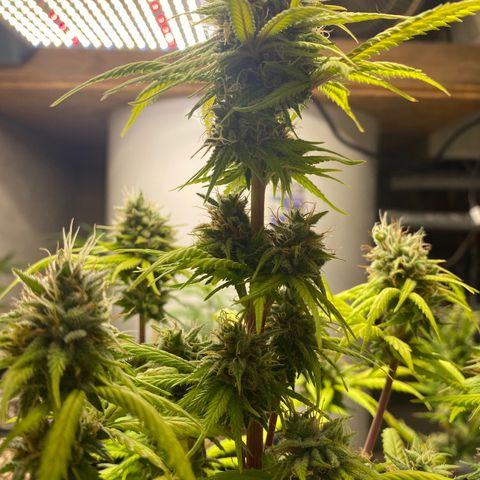 C- Vibez  #2 growlog timeline photo