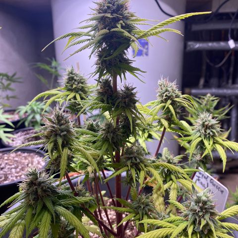 C- Vibez  #2 growlog timeline photo