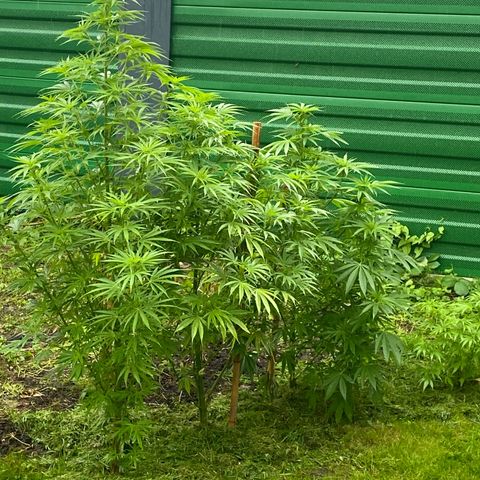Hollands Hope  #2 growlog timeline photo