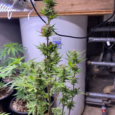 Royal Queen Seeds/ Medusa F1 #1 growlog timeline photo