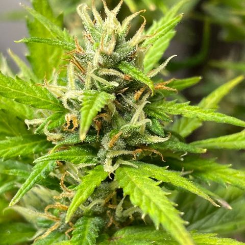 Royal Queen Seeds/ Medusa F1 #1 growlog timeline photo