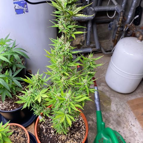 Royal Queen Seeds/ Medusa F1 #1 growlog timeline photo