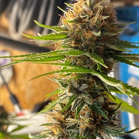 C- Vibez  #2 growlog timeline photo
