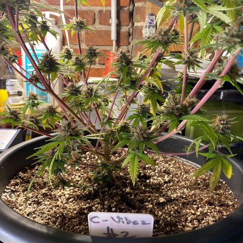 C- Vibez  #2 growlog timeline photo