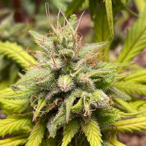 C- Vibez  #3 growlog timeline photo