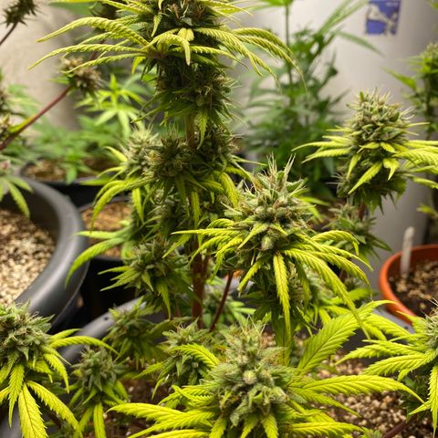 C- Vibez  #3 growlog timeline photo
