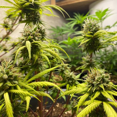 C- Vibez  #3 growlog timeline photo