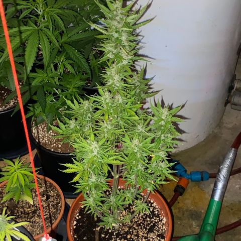 Royal Queen Seeds/ Medusa F1 #1 growlog timeline photo