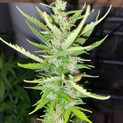 Royal Queen Seeds/ Medusa F1 #1 growlog timeline photo