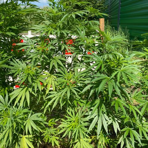 Hollands Hope  #2 growlog timeline photo