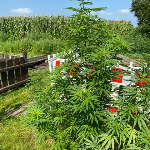 Hollands Hope  #1 growlog timeline photo