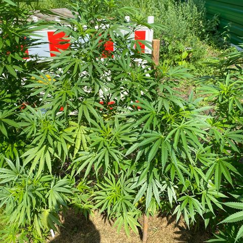Hollands Hope  #2 growlog timeline photo