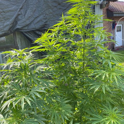 Hollands Hope  #1 growlog timeline photo