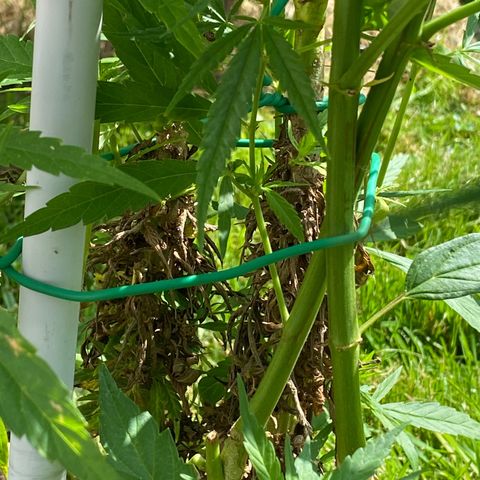 Monster Bud kush  growlog timeline photo