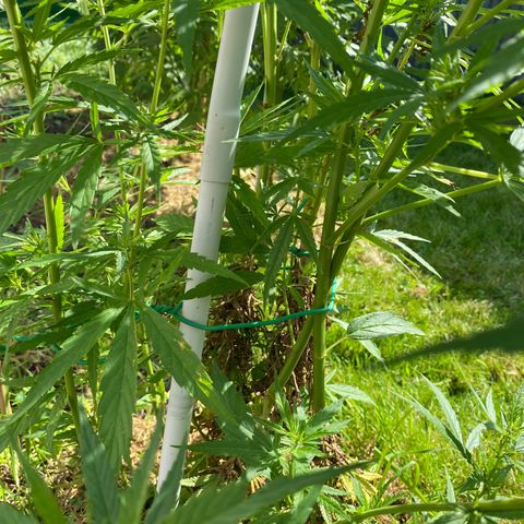 Monster Bud kush  growlog timeline photo