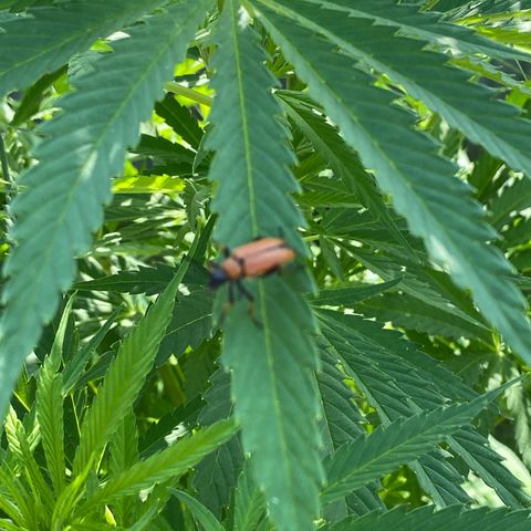 Hollands Hope  #1 growlog timeline photo