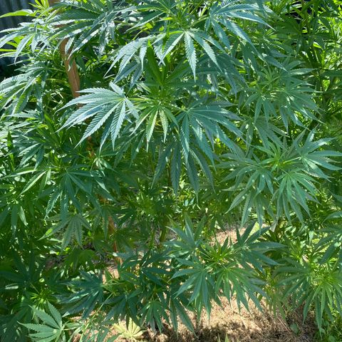 Hollands Hope  #2 growlog timeline photo