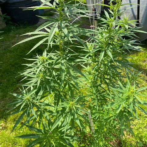 Monster Bud kush  growlog timeline photo