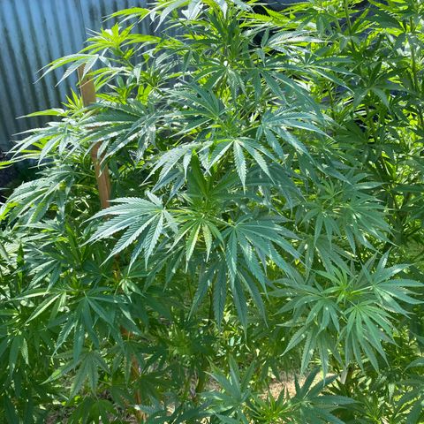 Hollands Hope  #2 growlog timeline photo