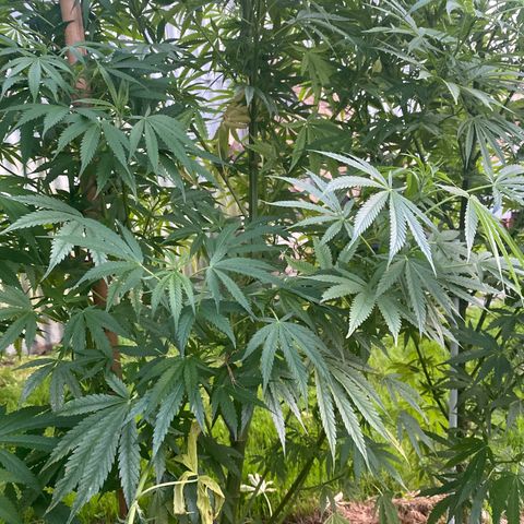 Hollands Hope  #2 growlog timeline photo