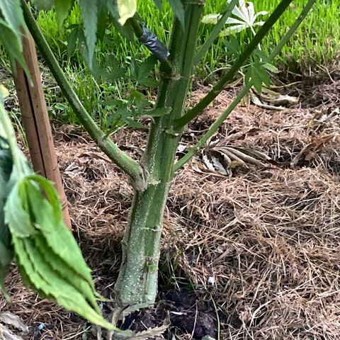 Hollands Hope  #2 growlog timeline photo