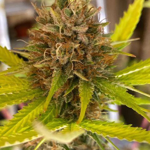 C- Vibez  #2 growlog timeline photo
