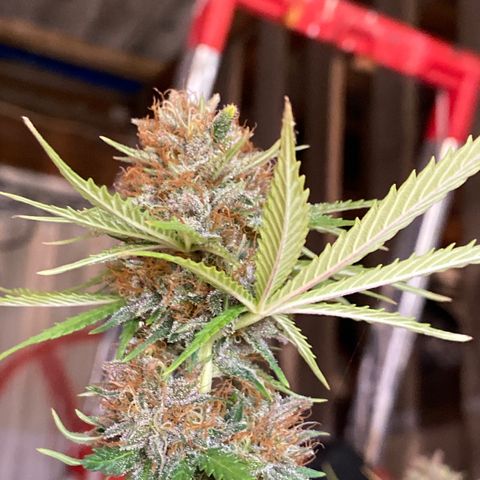C- Vibez  #2 growlog timeline photo