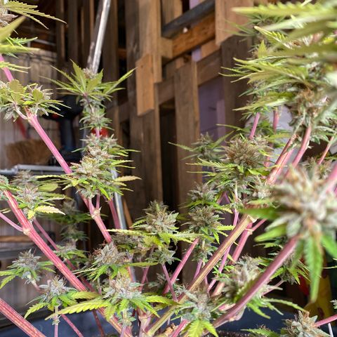 C- Vibez  #2 growlog timeline photo