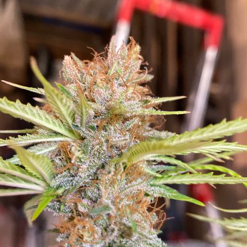 C- Vibez  #2 growlog timeline photo