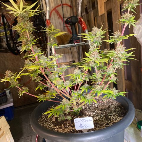 C- Vibez  #2 growlog timeline photo