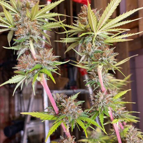 C- Vibez  #2 growlog timeline photo