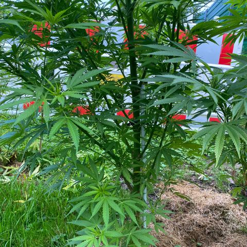 Hollands Hope  #1 growlog timeline photo