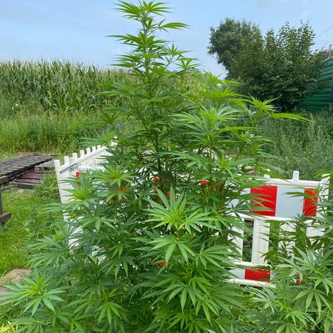Hollands Hope  #1 growlog timeline photo