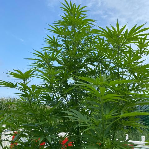 Hollands Hope  #1 growlog timeline photo