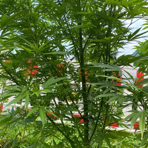 Hollands Hope  #1 growlog timeline photo