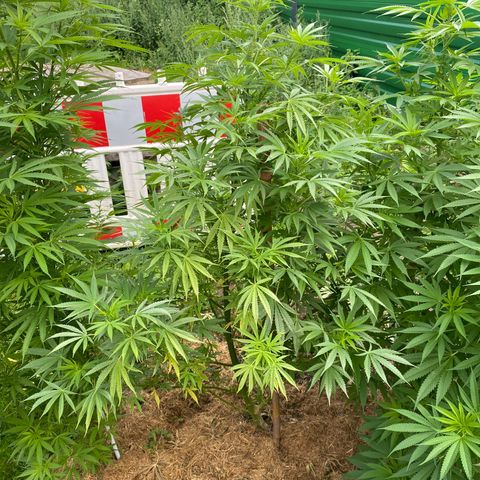 Hollands Hope  #2 growlog timeline photo