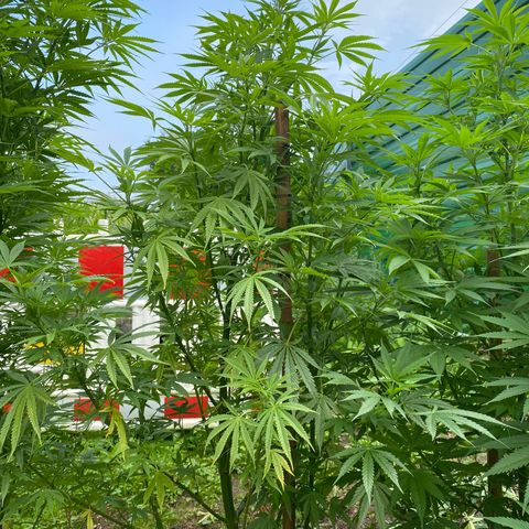 Hollands Hope  #2 growlog timeline photo