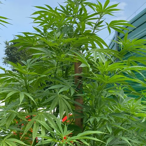 Hollands Hope  #2 growlog timeline photo