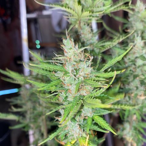 Royal Queen Seeds/ Medusa F1 #1 growlog timeline photo