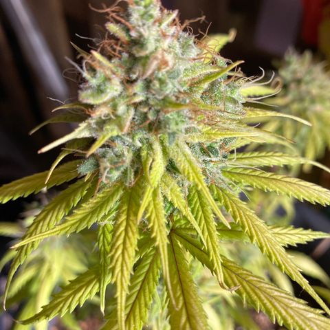 C- Vibez  #3 growlog timeline photo
