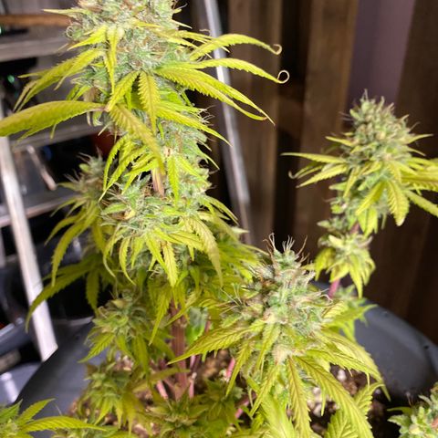 C- Vibez  #3 growlog timeline photo